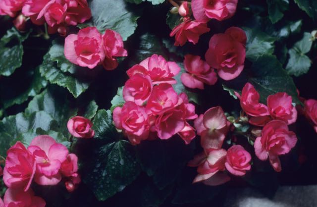 B. ‘Aphrodite Twinkles’